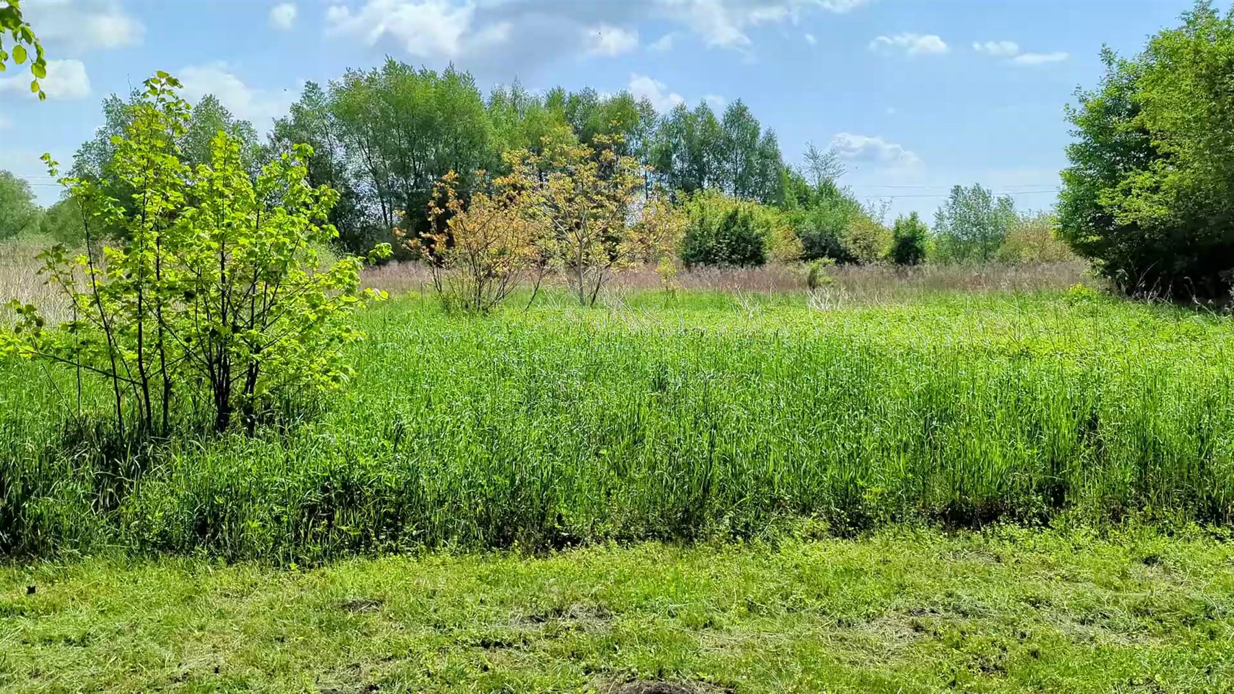 Zielona roślinność na łące w pobliżu uli